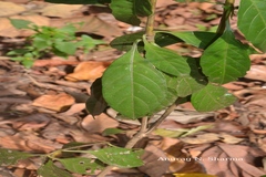 Pseuderanthemum malabaricum